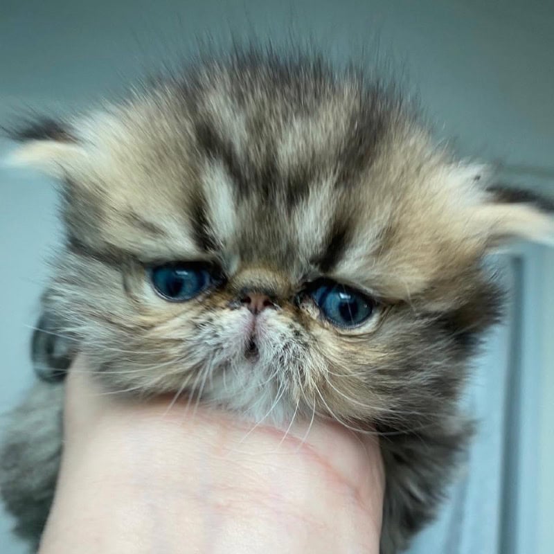 Stephanie Joyer - Professioneel katten fokker in het Frankrijk