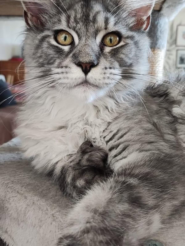 Cynthia Frosch - Professioneel katten fokker in het Frankrijk