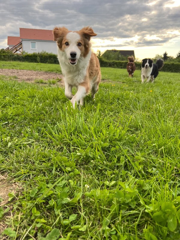 Jeremy Amadei - Professionell hunde züchter im Frankreich