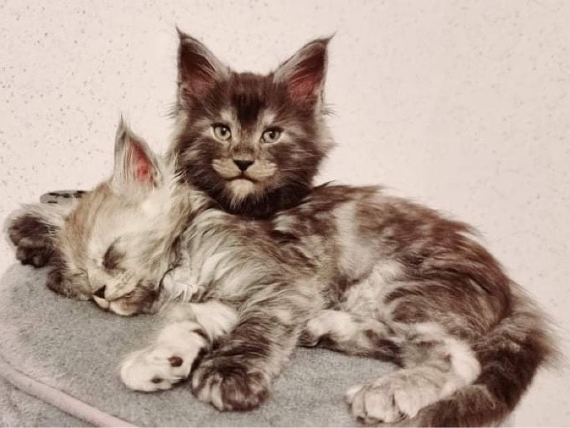 Camille Guyard - Professioneel katten fokker in het Frankrijk