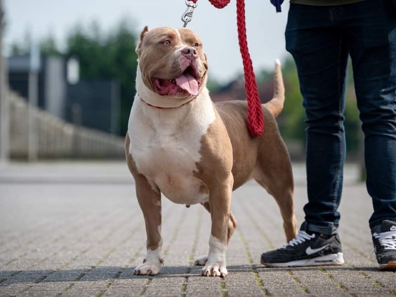 Dany Son of bully - Hunde züchter im Belgien