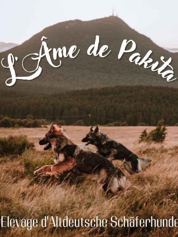 Wielfrid Cellier - Professioneel honden fokker in het Frankrijk