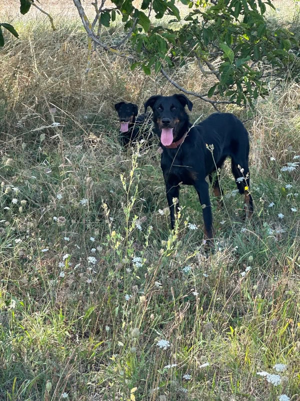 Eric Piller - Professionell hunde züchter im Frankreich