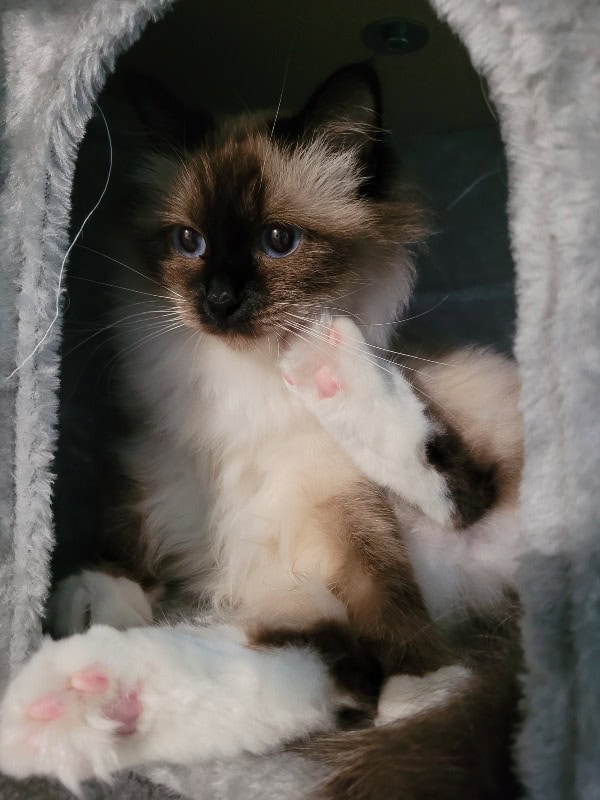 Gwenaëlle Mispreuve - Professional cats breeder in France