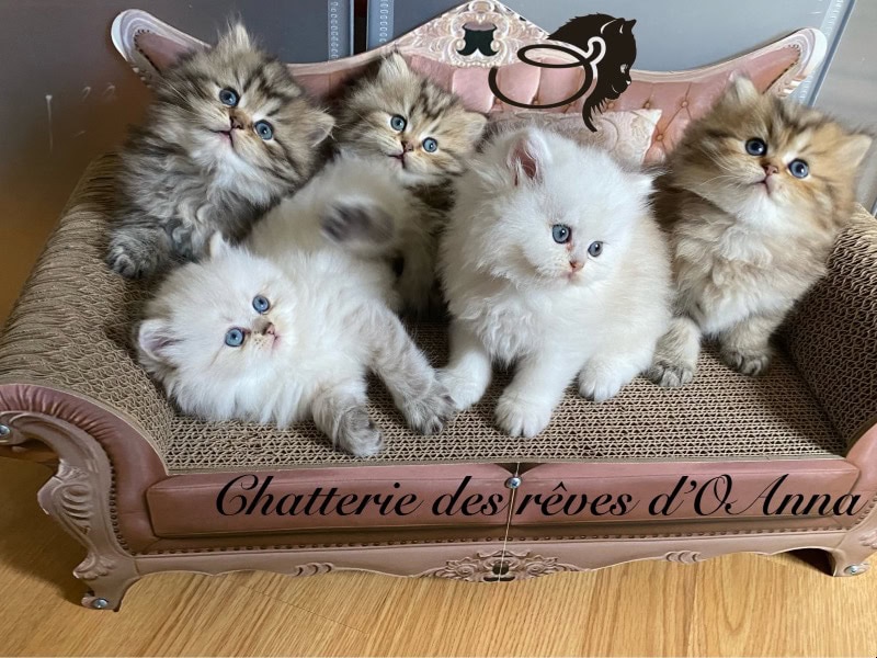 Anne Colonges augusto dos santos - Professional cats breeder in France