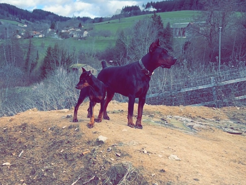 Marine Giordano - Criador profesional de perros en el Francia