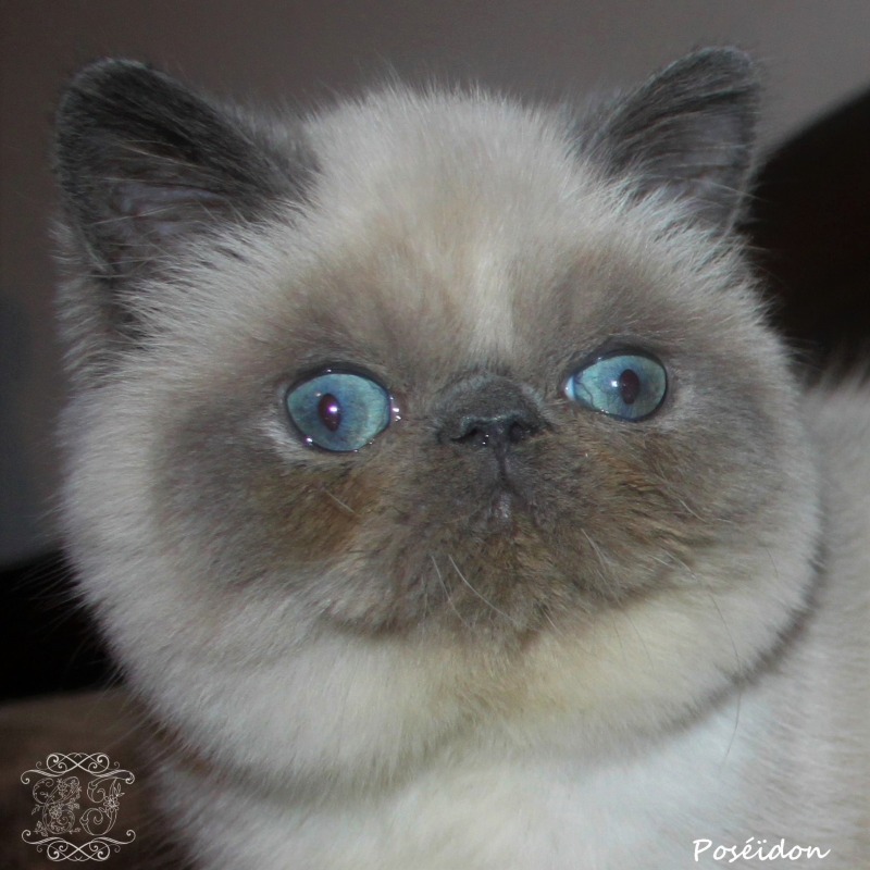 Brigitte Ducrocq-bappel - Professioneel katten fokker in het Frankrijk
