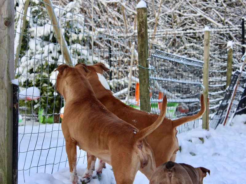 Kelly Poteaux - Professionelle hunde züchterin im Frankreich