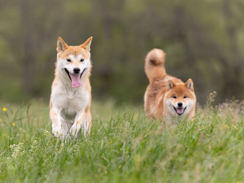 Laura Vuaillat - Professional dogs breeder in France