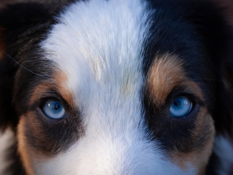 Séverine Hoareau - Professioneel honden fokker in het Frankrijk